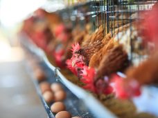 Kandang Ayam Layer Modern