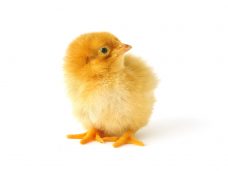 Pantangan Perawatan DOC Ayam Broiler