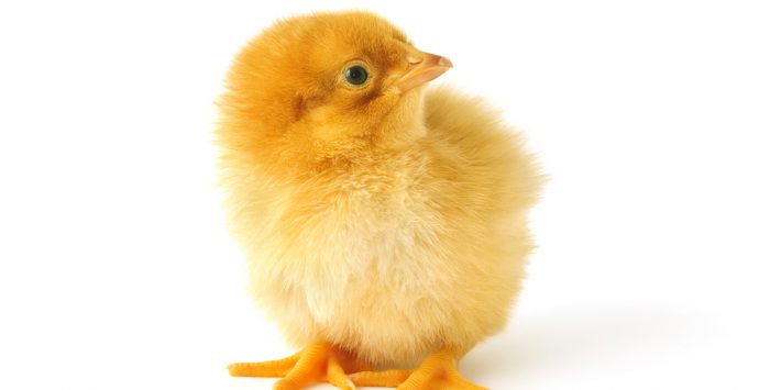 Pantangan Perawatan DOC Ayam Broiler