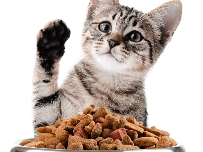 2 Merk Makanan Kucing yang Sehat dan Bergizi Tinggi